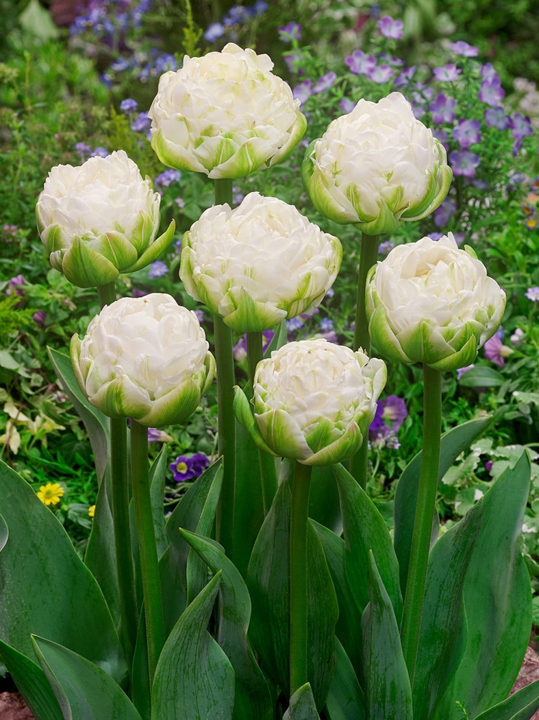 White Mountain - Main